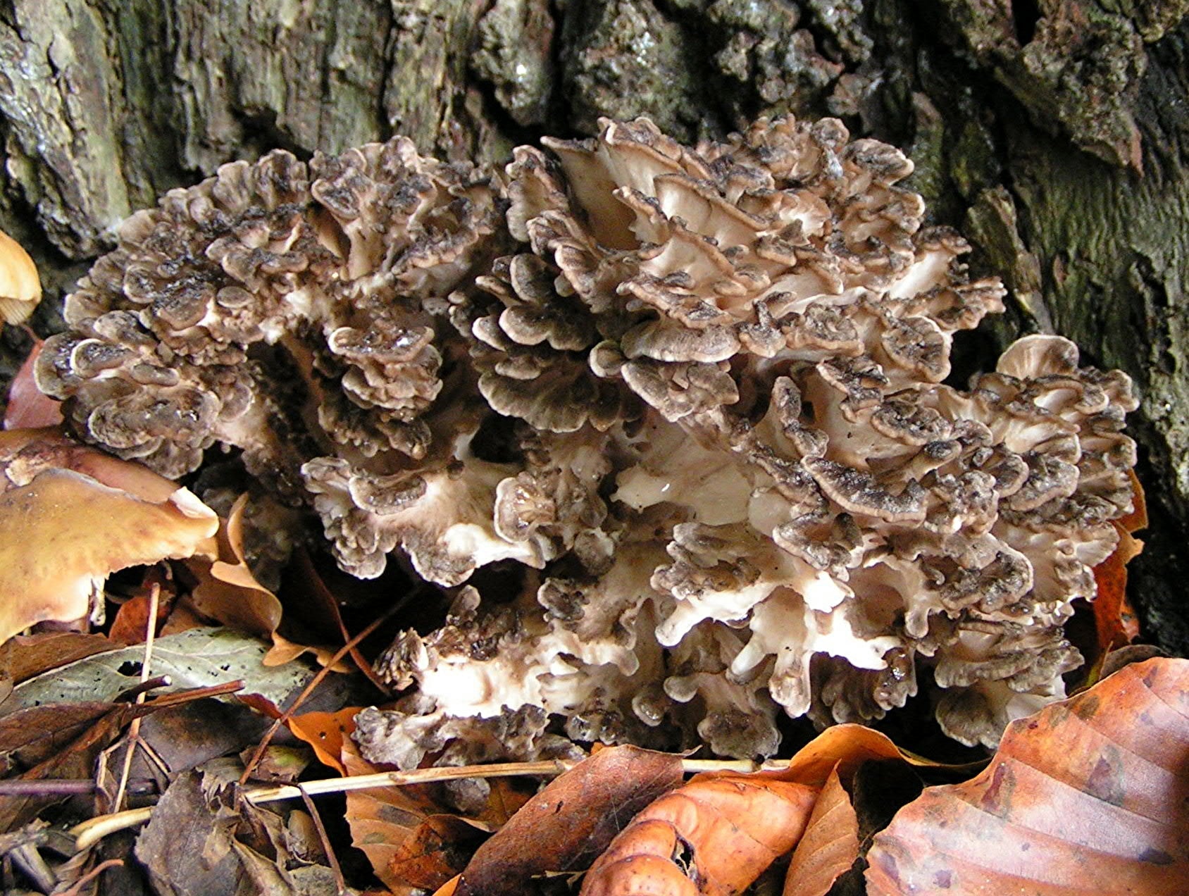 Maitake for Dogs: The "Dancing Mushroom" Your Dog Will Want to Dance For