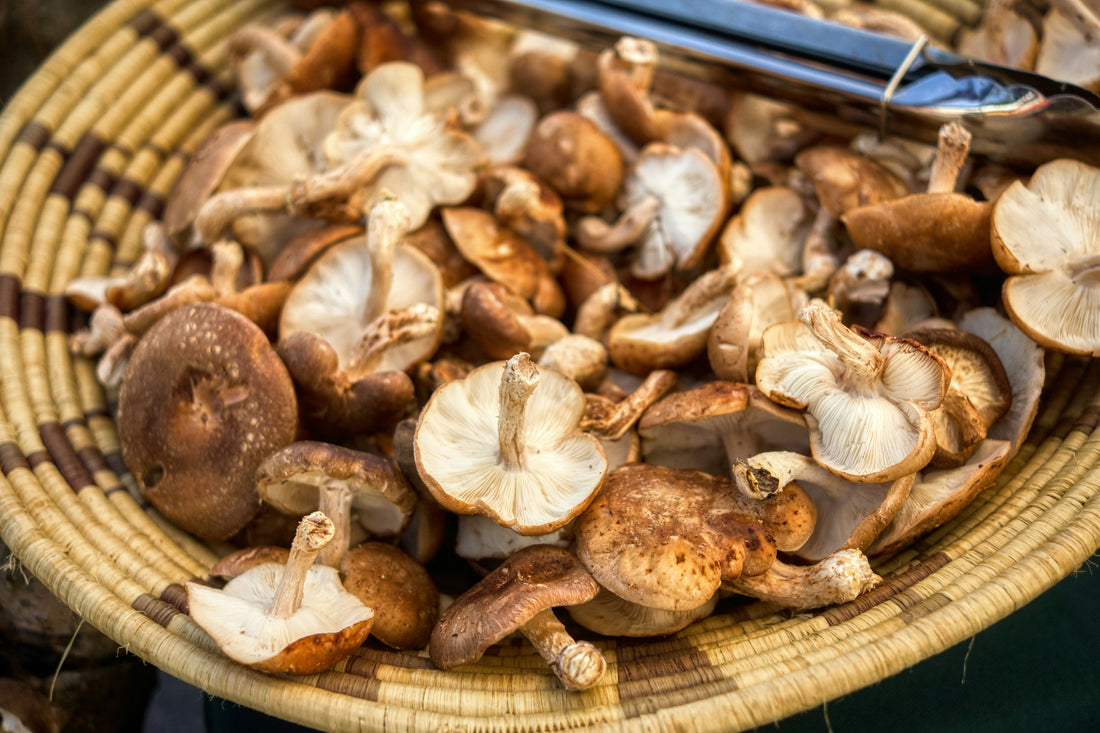 Shiitake for Dogs: The Little Mushroom With Big Benefits for Your Best Friend